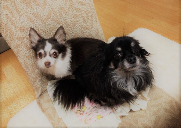 さいたま市緑区 小春君、葵ちゃん ペットシッター