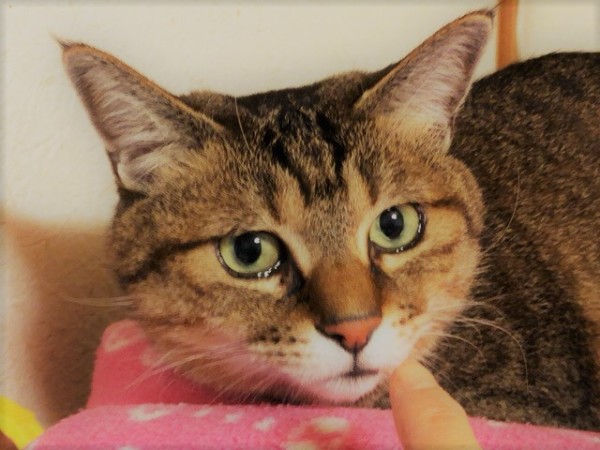 川口市 リンゴちゃん お世話の様子 キャットシッター