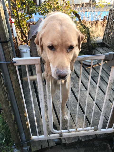 沼津市ペットシッター お世話の様子 ももちゃん