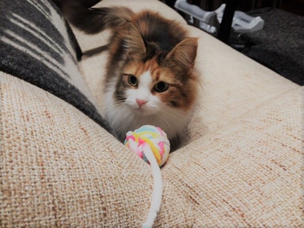 川口市 ミニーちゃん お世話の様子 キャットシッター