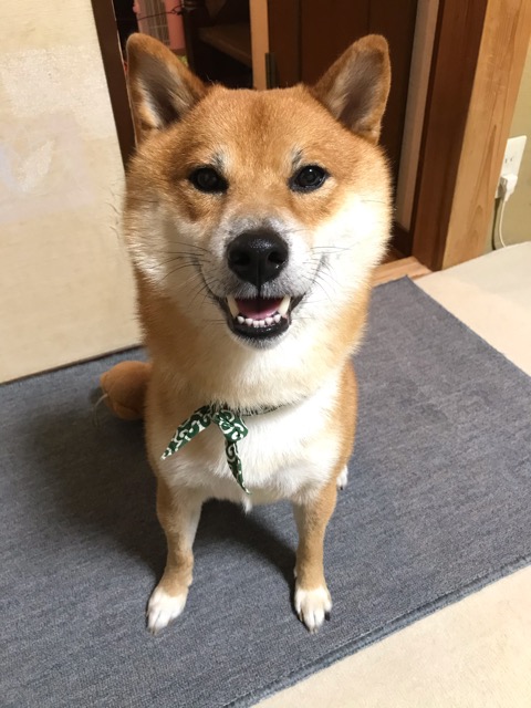 沼津市ペットシッター 清水町さすけ君訪問の様子