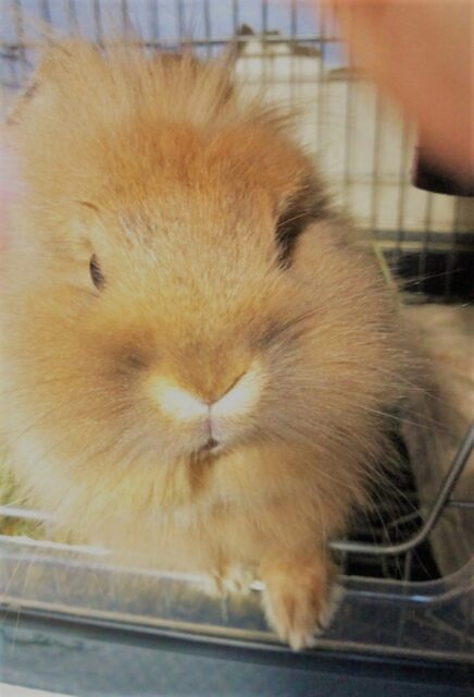 川口市　犬　ウサギ　手、手がー！（笑）　ペットシッター