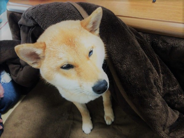 川口市 柴犬こうちゃん 初回訪問!