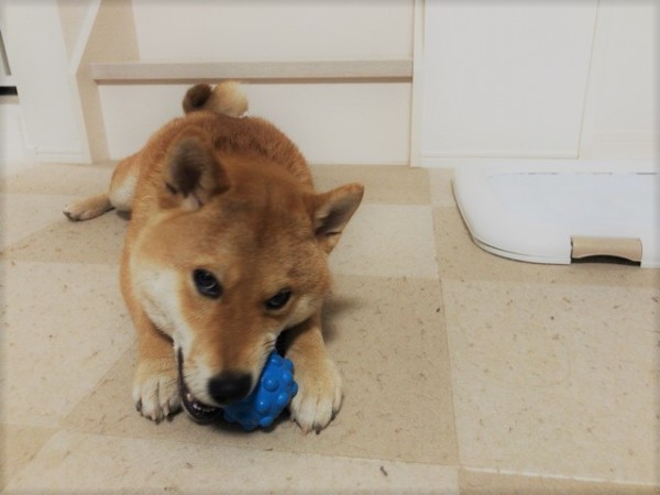 川口市 こうちゃん お世話の様子