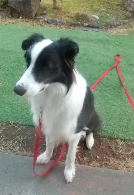 コムくん、お留守番頑張ったよ