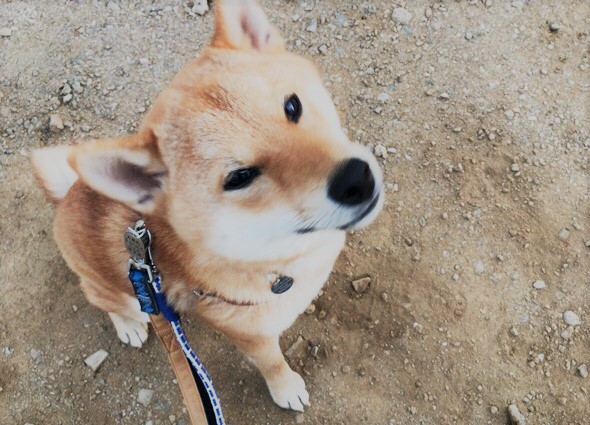 川口市　こうちゃん　お客様の声