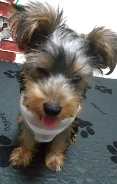 初めてのお泊り、りくくん