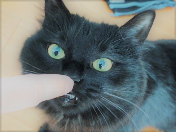 川口市 とら吉くん、クーちゃん お世話の様子