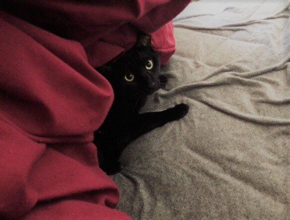 川口市 メロブラック! お留守番