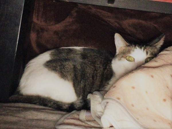 川口市 姫菜ちゃん 初回訪問