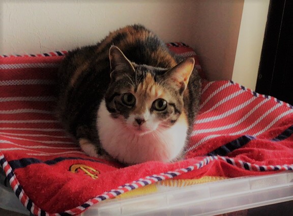 川口市 にゃーちゃん、茶胡君 初回訪問