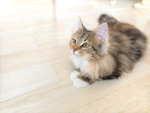 さいたま市浦和区 マルテちゃん 初回訪問