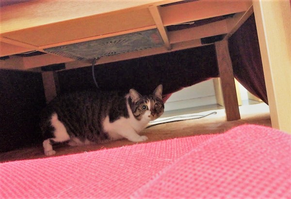 さいたま市　南区　見えてるよー（笑）　キャットシッター　初回訪問