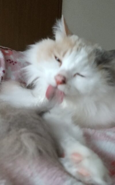 ももちゃんのお泊りホームスティ