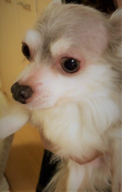 さいたま市 緑区 チワワ ペットシッター 初回訪問