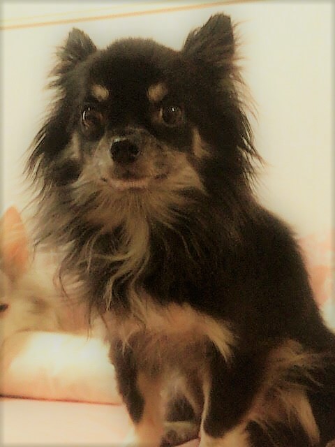 さいたま市緑区 チワワーズ ペットシッター 最終日