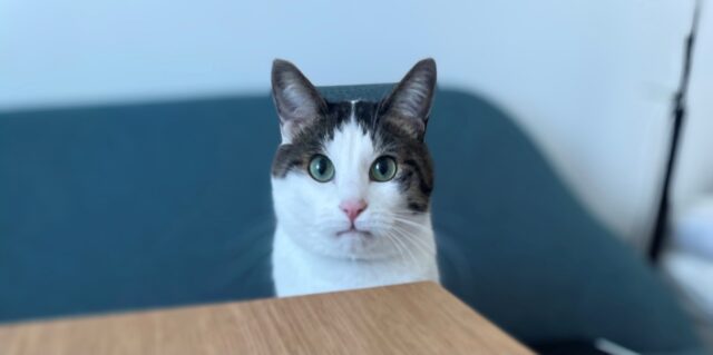 ネギ君のお留守番