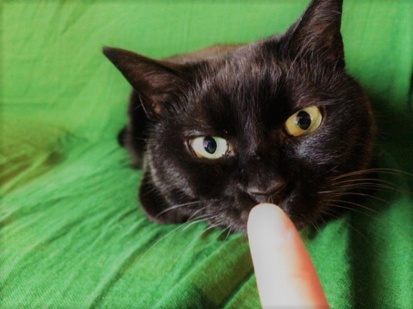 川口市 金平糖ちゃん 初回訪問