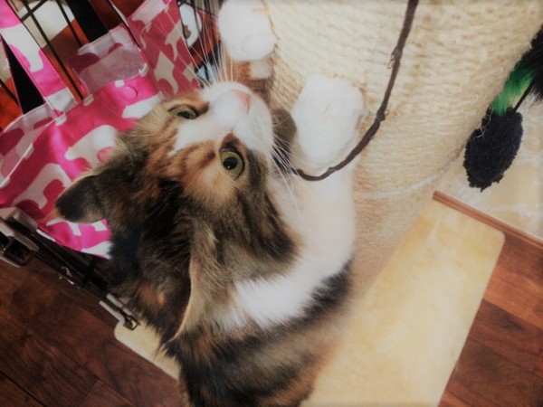 川口市 ミニーちゃん お世話の様子