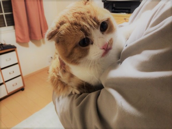 川口市 きんたくん 人見知りさん