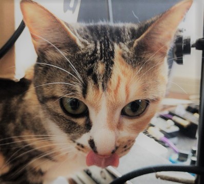 川口市 テトちゃん、局長、副長! 初回訪問