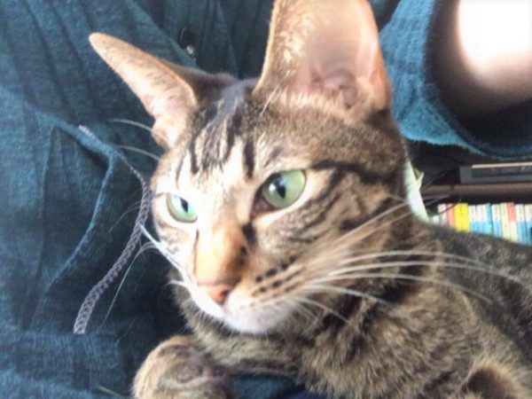 蕨市 すずちゃん、りんくん 初回訪問