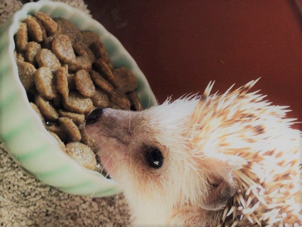 川口市 ハリネズミ るんちゃん