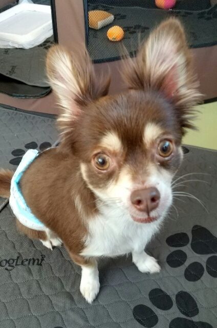 チョコくんのお泊りホームスティ