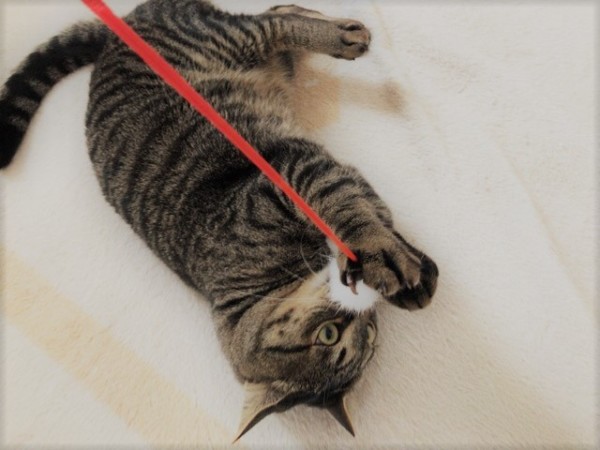 川口市 とら吉君、クーちゃん ペットシッター