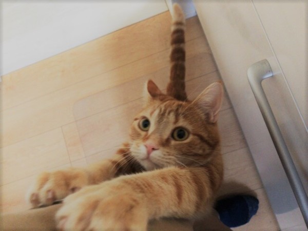 さいたま市南区 まろちゃん、ふうた君 キャットシッター