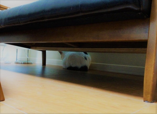 川口市　猫　しげちよ君　初回訪問　シャイボーイ　キャットシッター　お世話代行