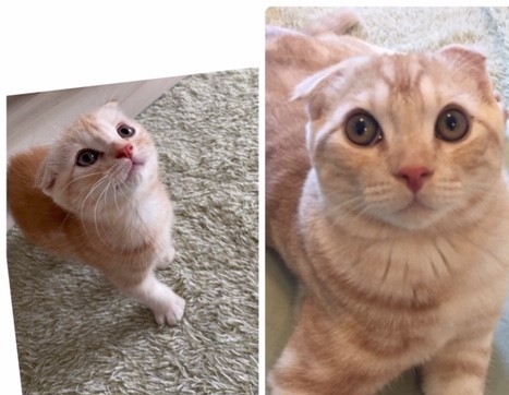 成長期のお留守番