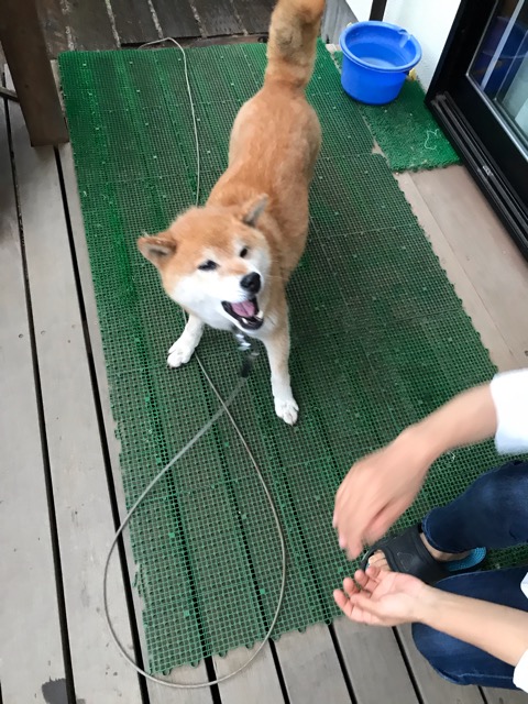 沼津市ペットシッター カンタ君初回訪問