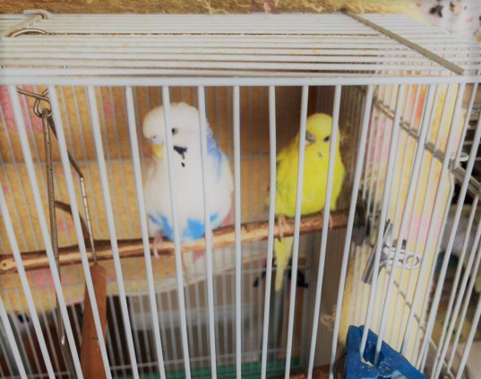 川口市 猫ちゃん、インコちゃん ペットシッター