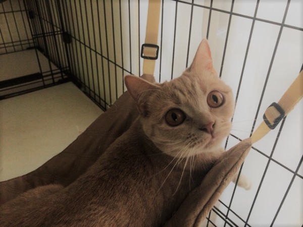 川口市 猫ちゃん4、カメさん2 初回訪問