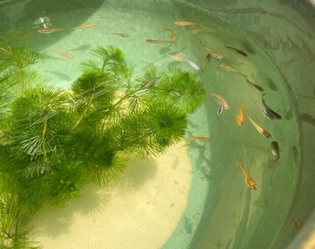 8月のご予約受付を締め切りました