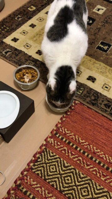 川口市　猫　警戒・好奇心　ペットシッター