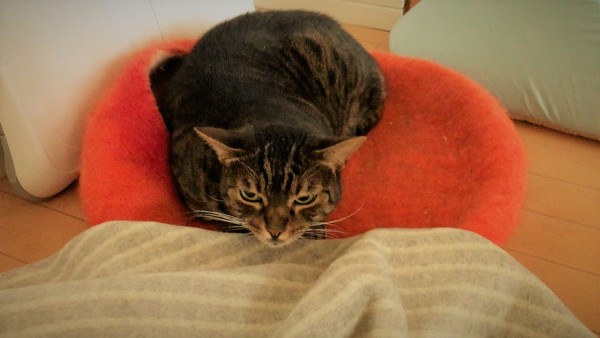 川口市　猫　うにやんちゃん　ペットシッター