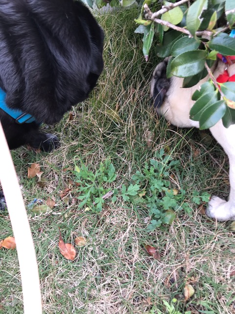 沼津市ペットシッター　三島のパグパグお世話の様子