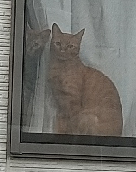 ハクくん、ロイくん、お留守番頑張ったね