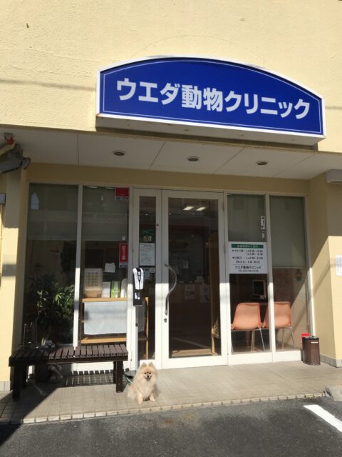沼津市ペットシッター 強ーい味方が増えました🙆♀️