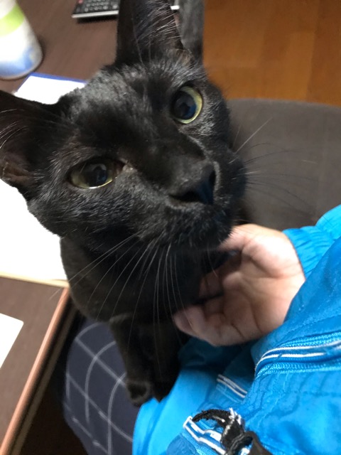 沼津市ペットシッター　三島市　黒猫キーちゃん　お世話の様子