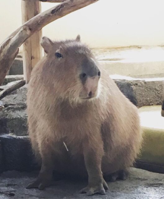 2019.５月のお休みのお知らせ