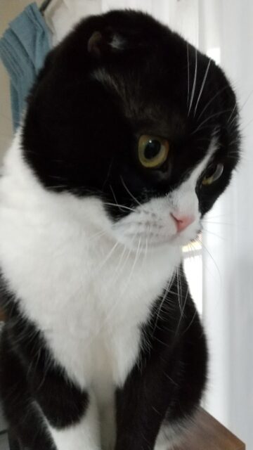 カルモくん、お留守番頑張ったよ❣️