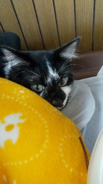 れいとくん、ペットホテルにようこそ‼️