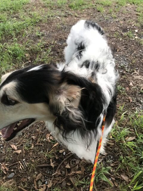 沼津市  ボルゾイ フーマ君のお散歩代行&リードについて