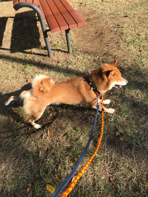 沼津市ペットシッター 清水町柴犬さすけ君お世話の様子