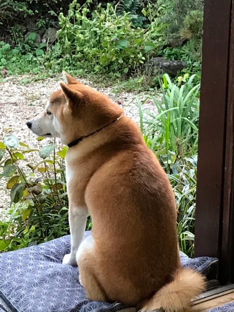 裾野市 柴犬リキ君 初回訪問の様子