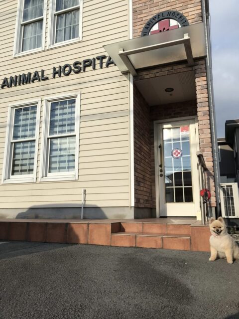 動物の幸せを願うお仕事🌈