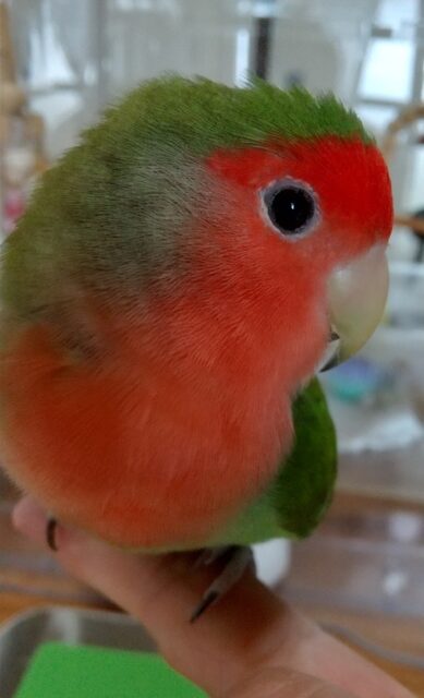 コザクラインコのどのちゃん、お留守番頑張ったね